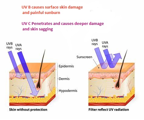 Difference between UV A and UV B skin penetration